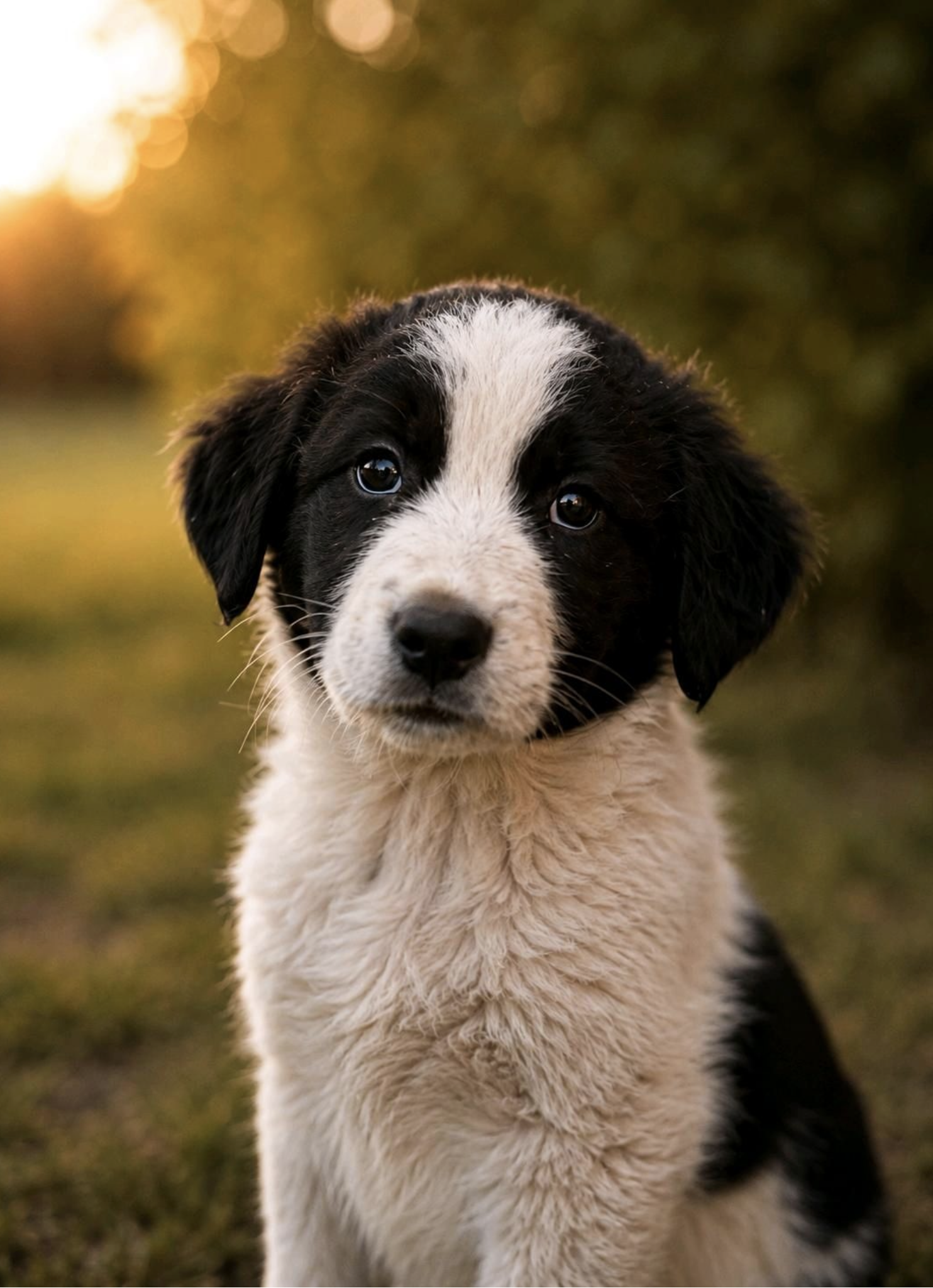 Koda