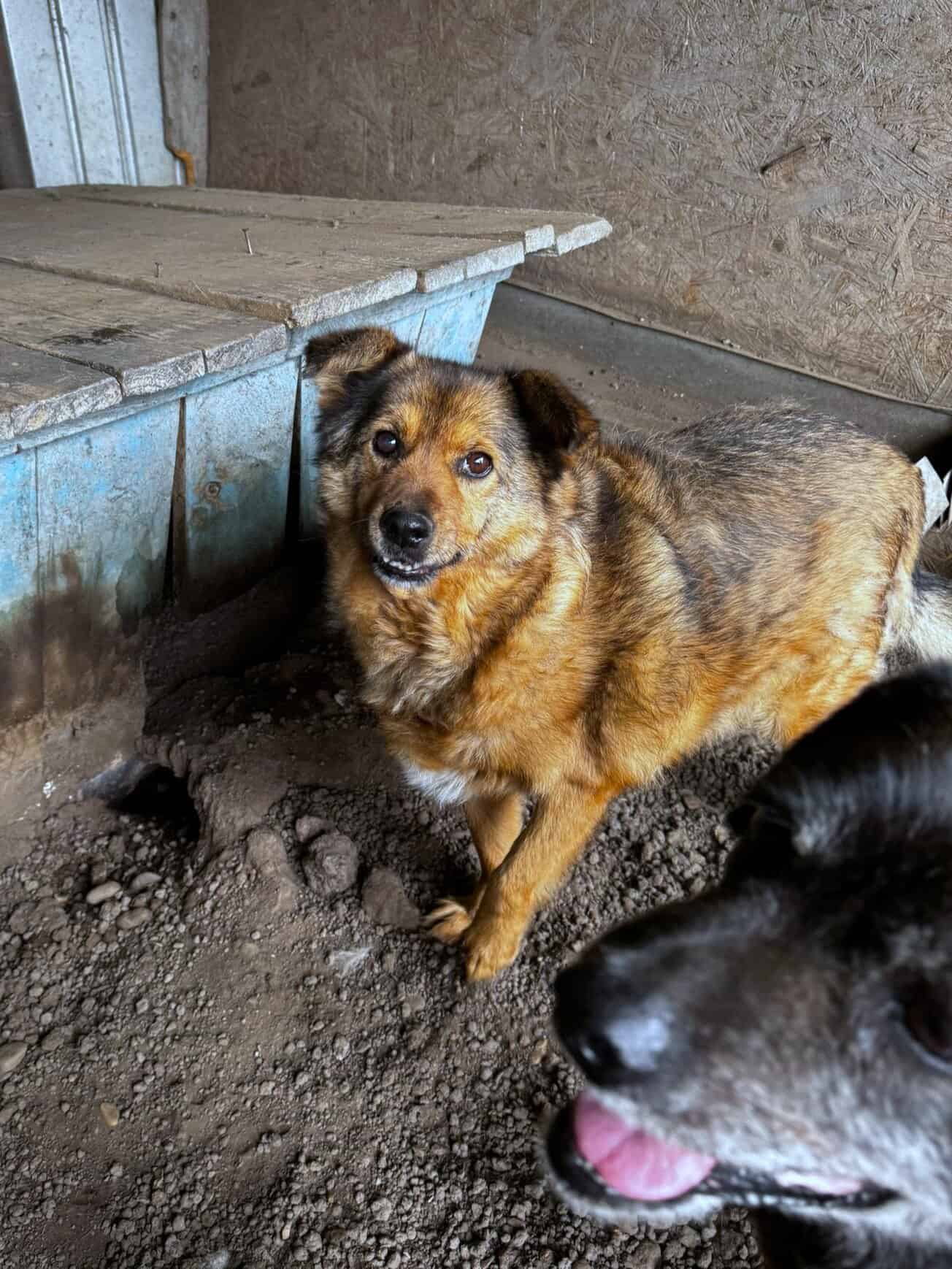 Timbo, unser Moppelchen