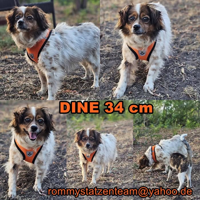 Dine