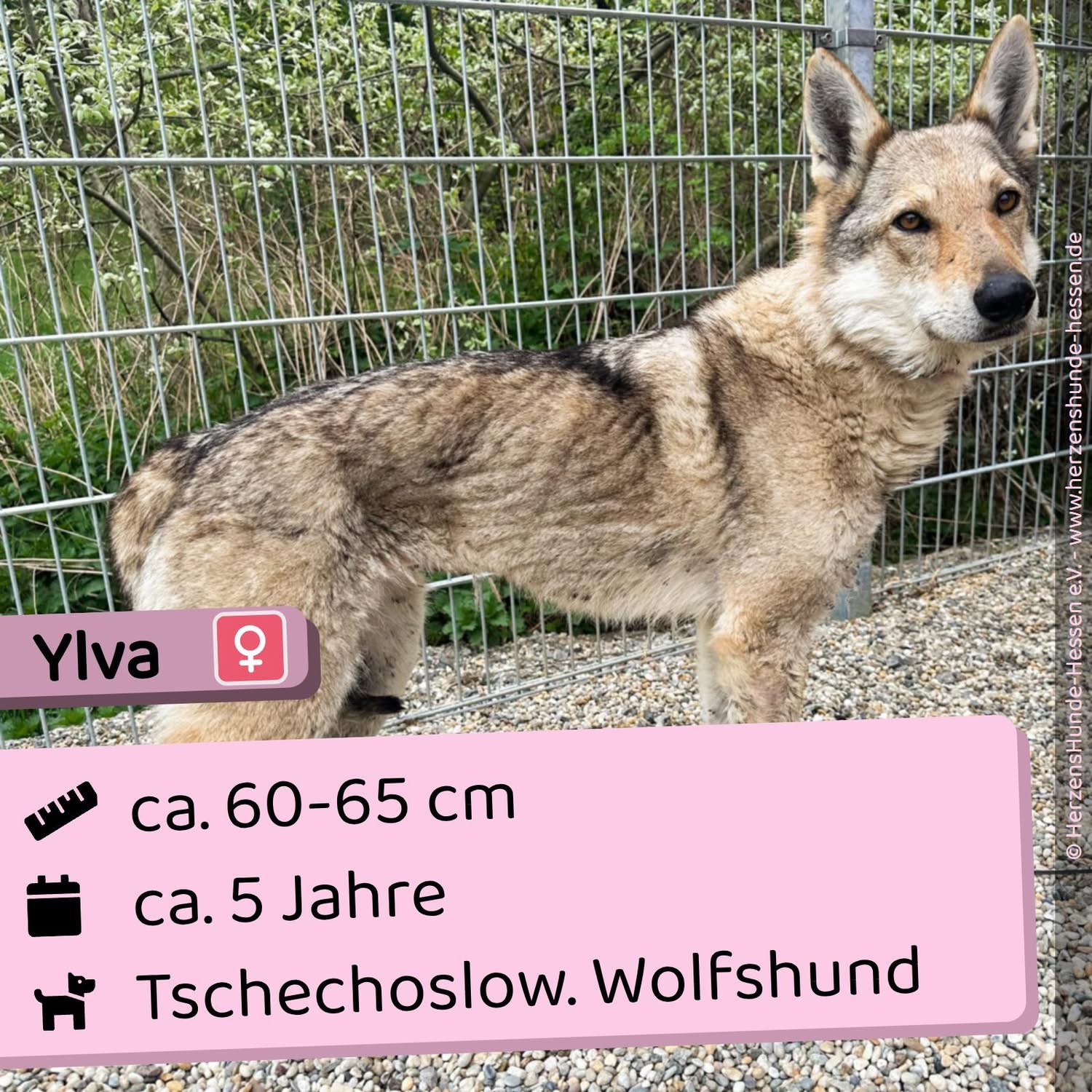 Ylva
