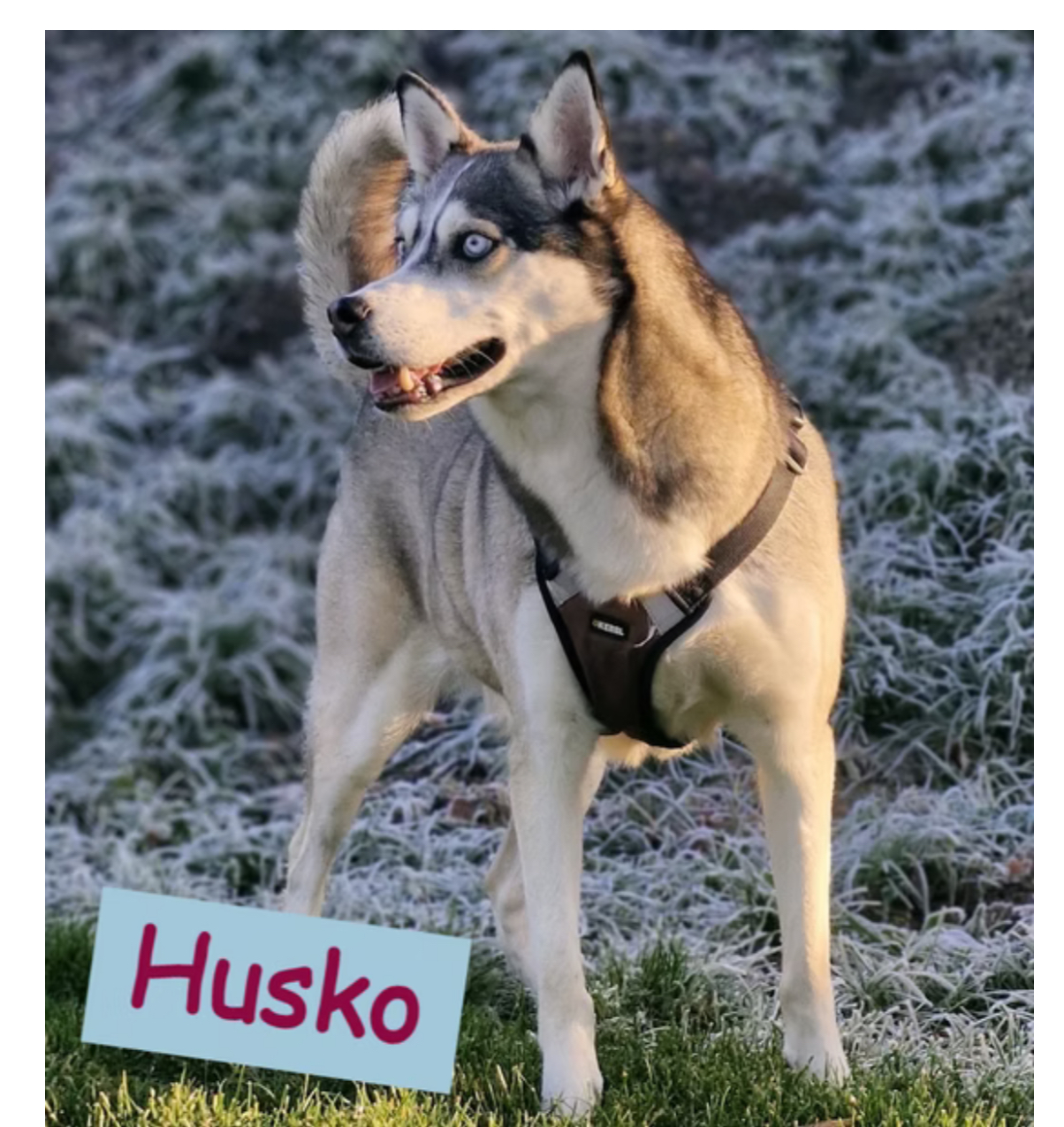 Husko