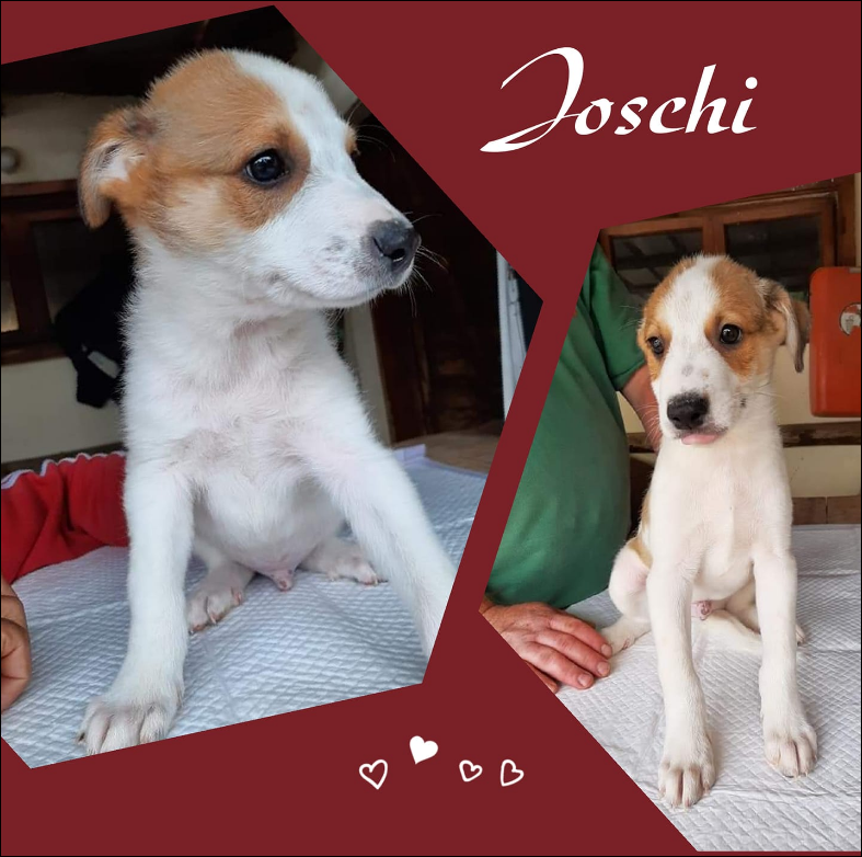Joschi
