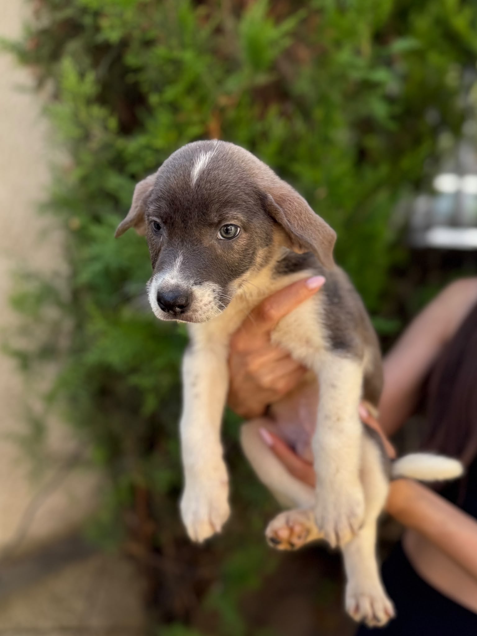 Milo