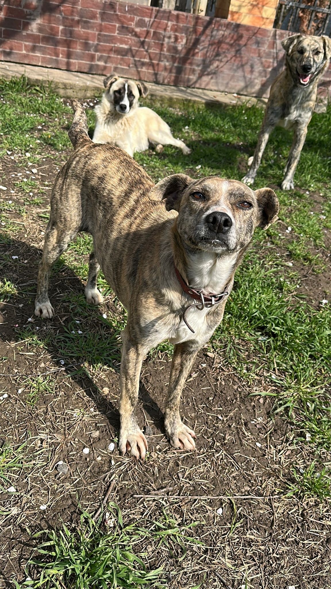 Rita 🐾🐕