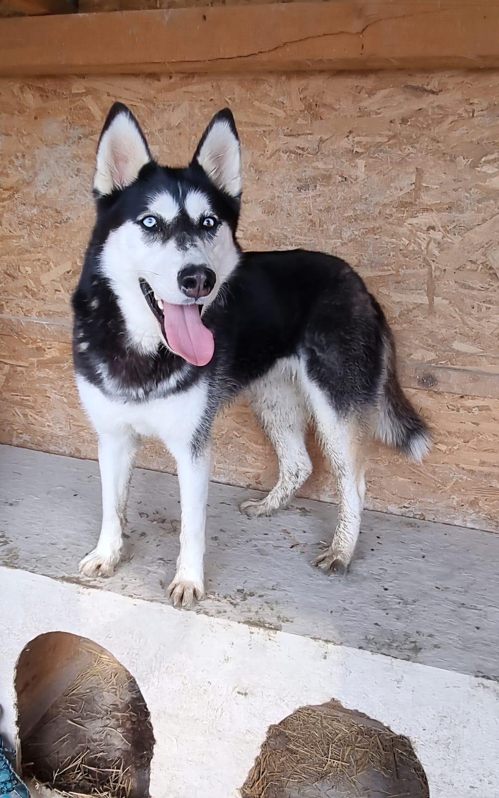 Freyja 🐕