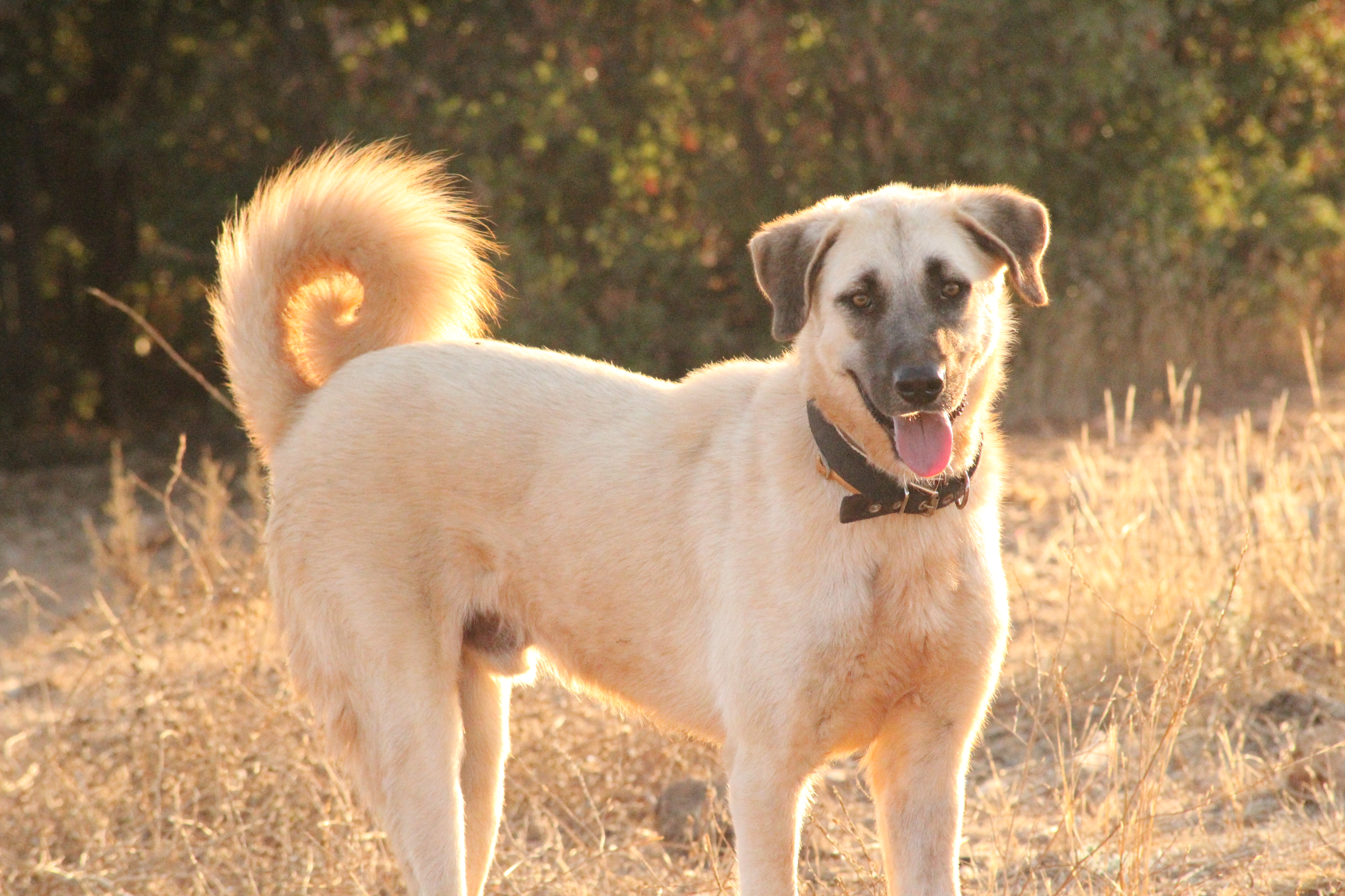 Bodhi