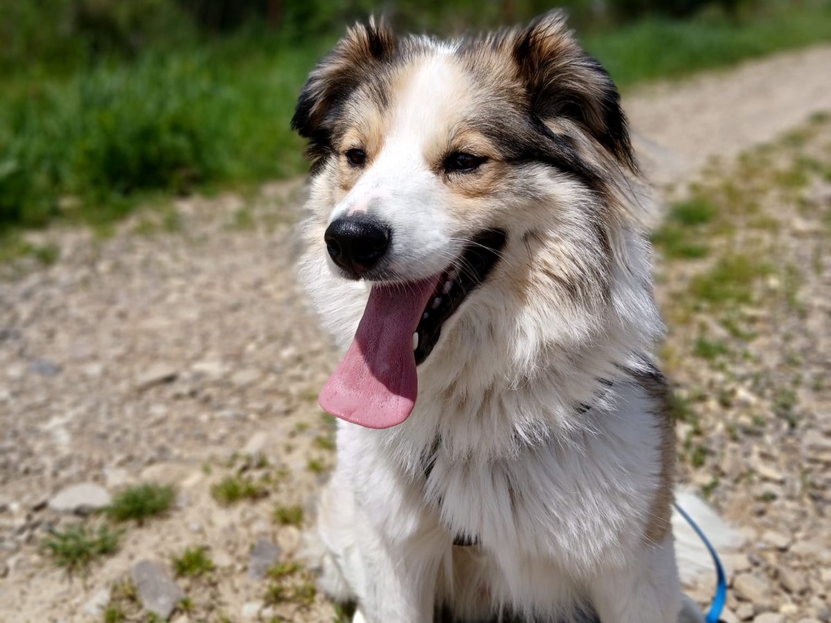 🌞toller Hundejunge Zeus💛