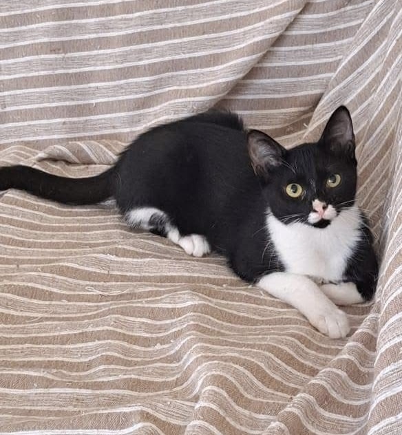 Tasha