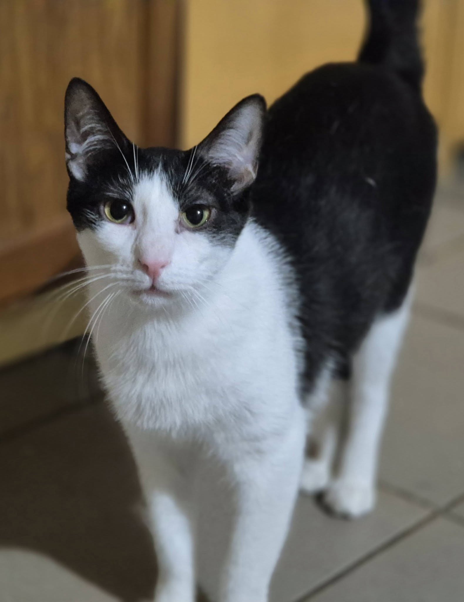 Süßer Kater 222821