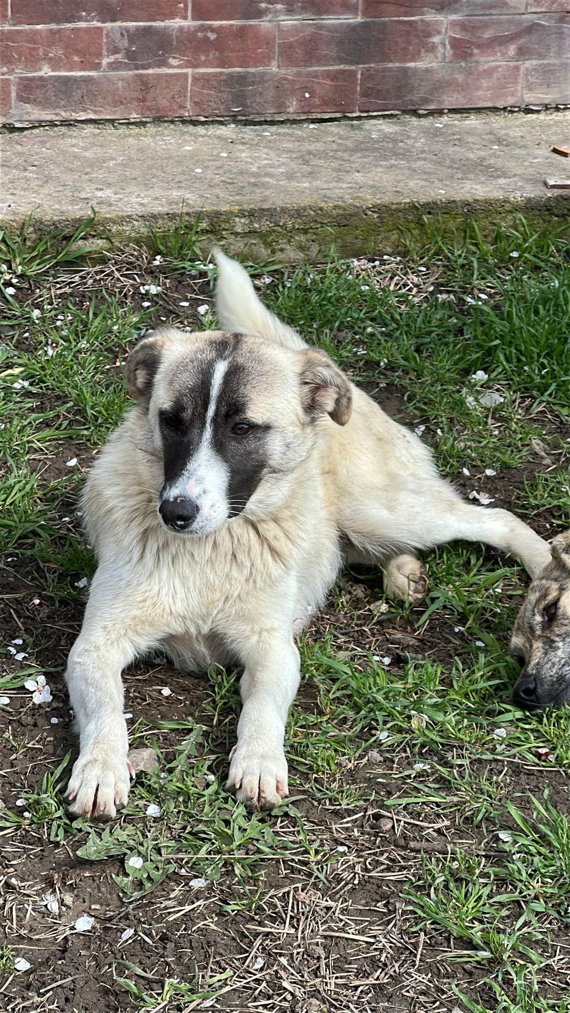 Lio 🐾🐕