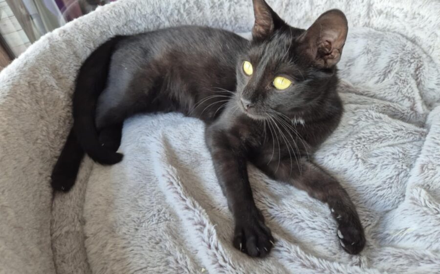 Kali