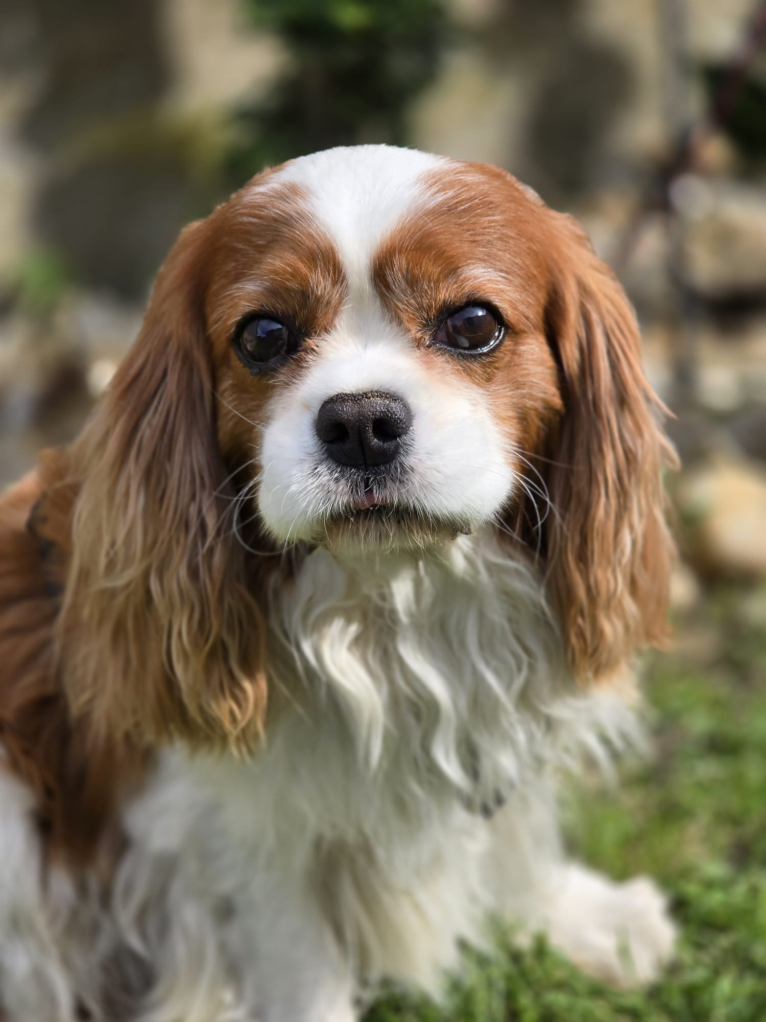 Max