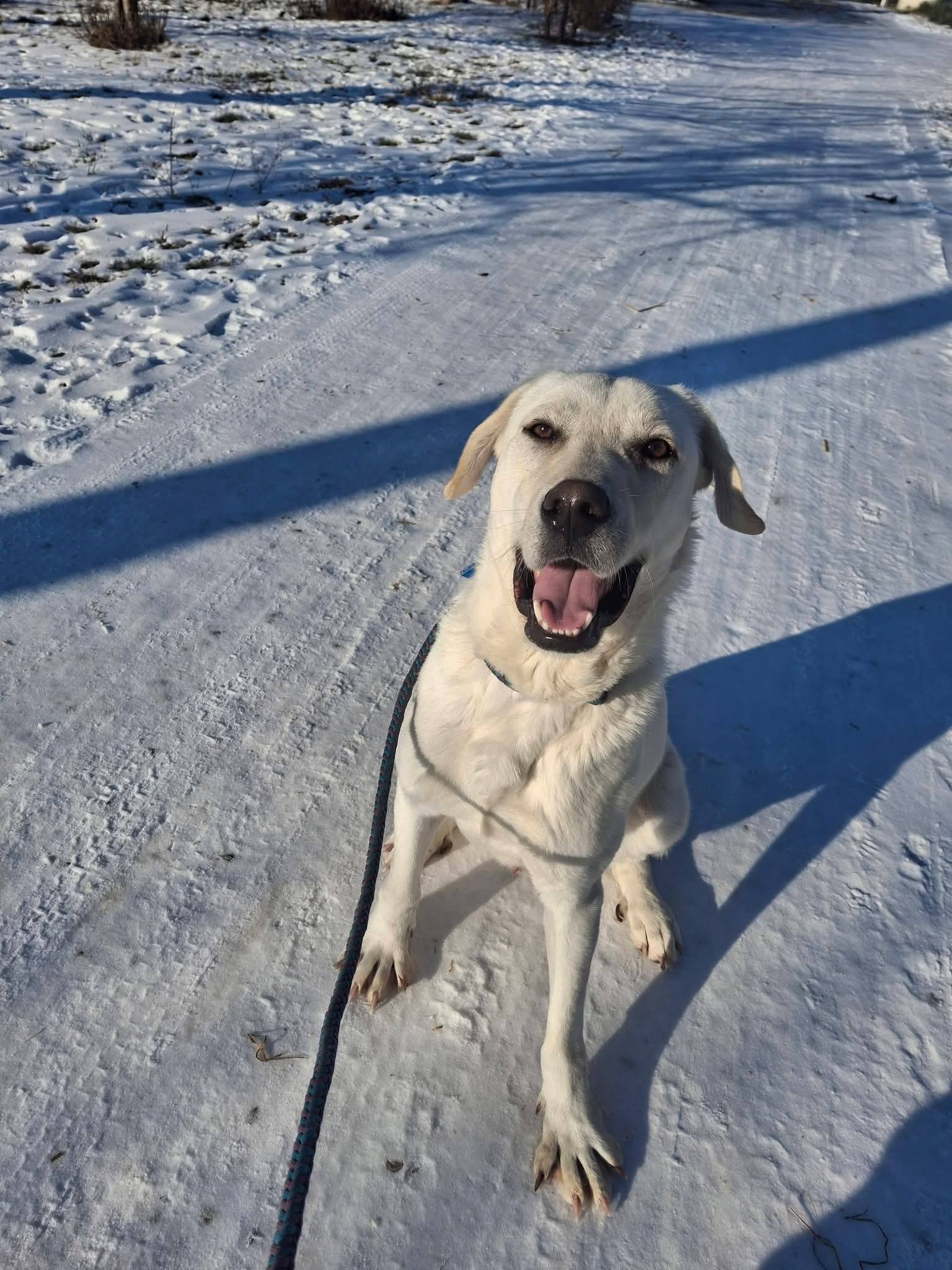 Lio