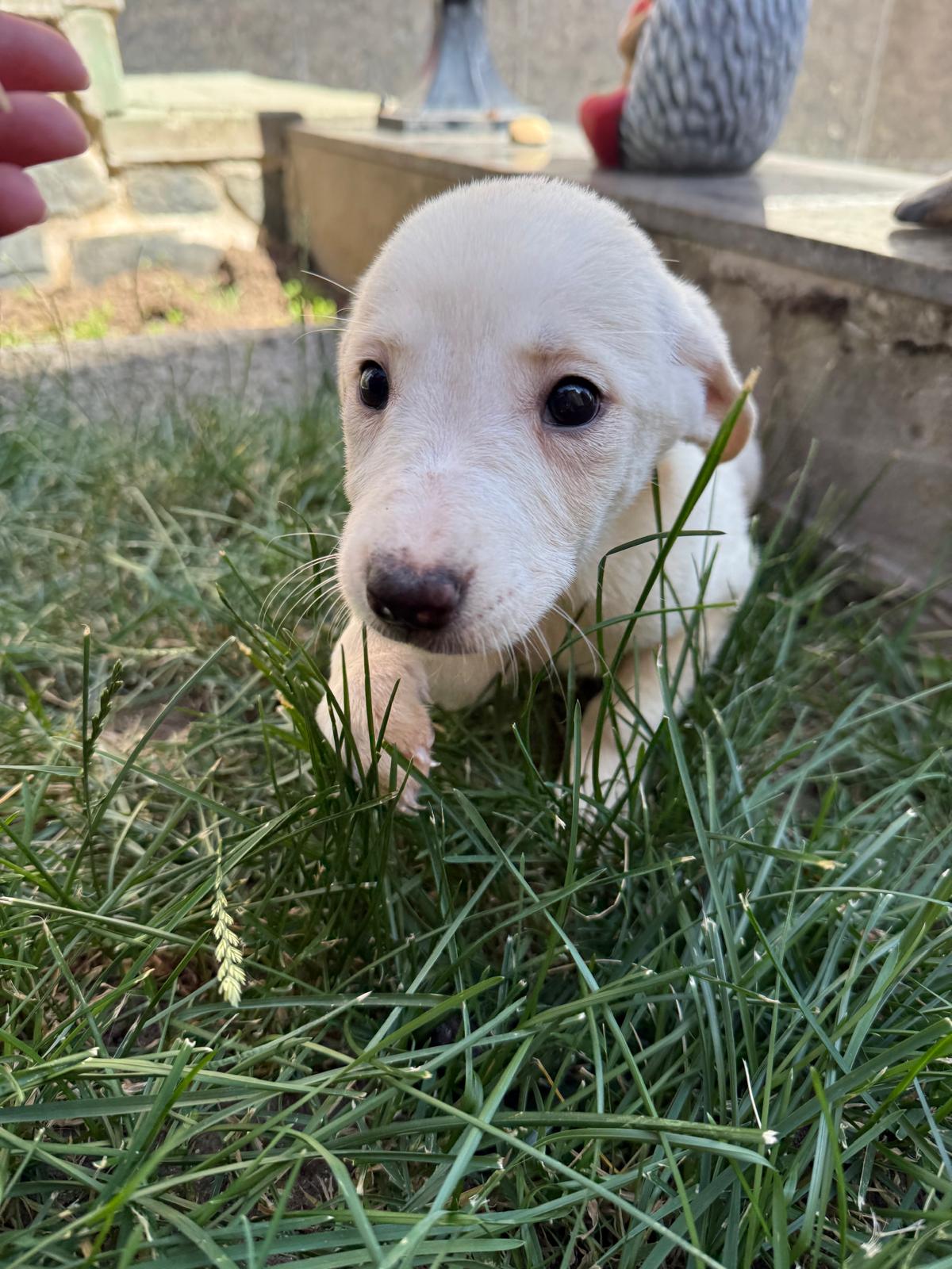 Nala