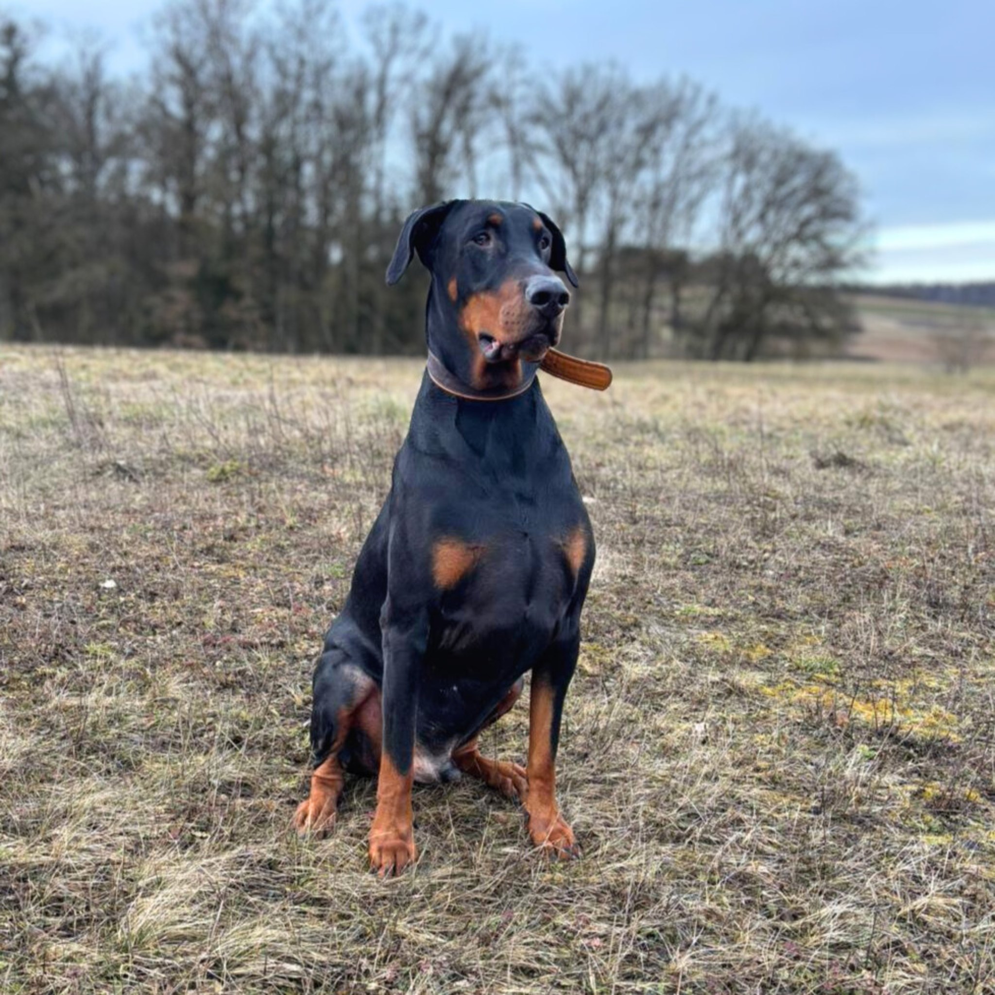 Enzo🐾 wartet in 85128