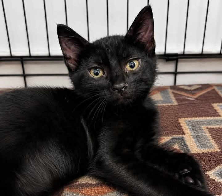 Nyx