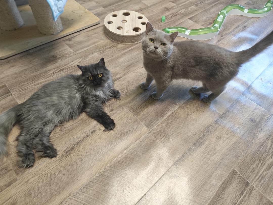 COCO & COOKIE