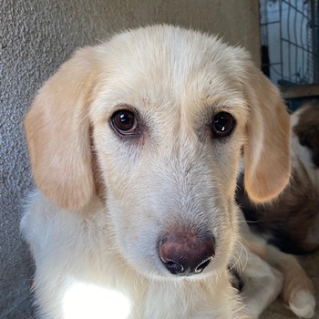 Garetto