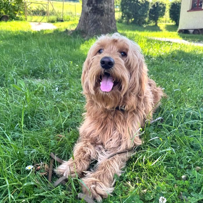 Milo