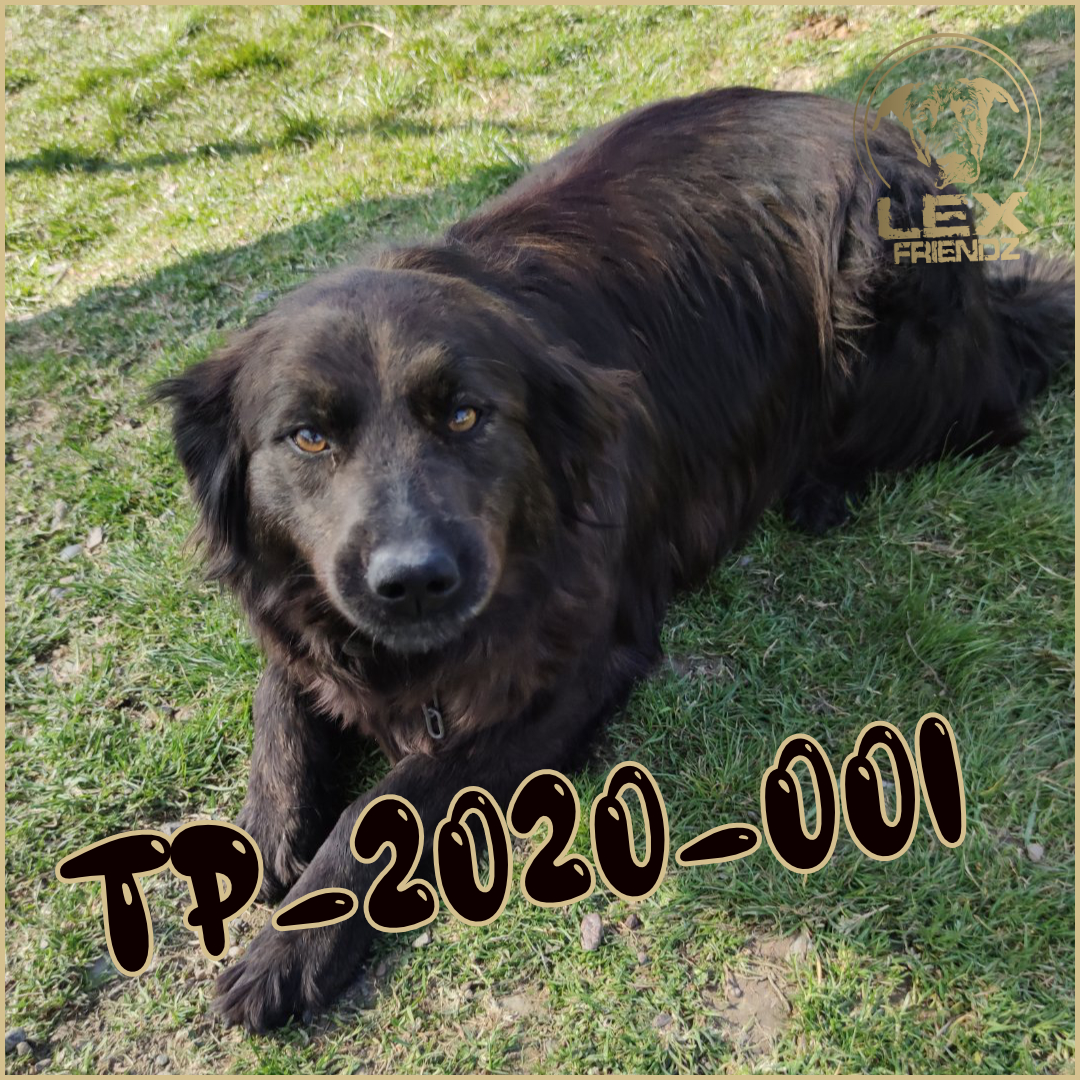 TP-2020-001