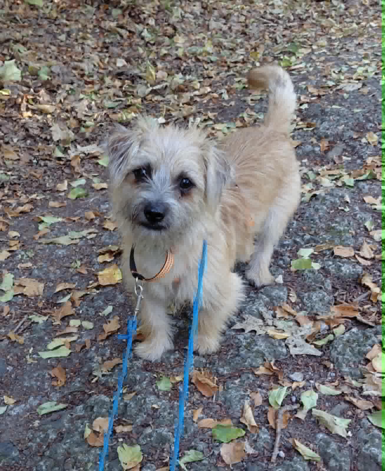Arlo