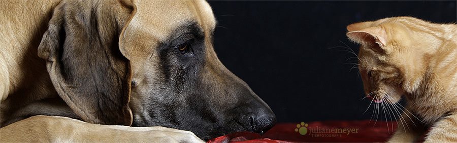 TSV Hund und Katz e.V.