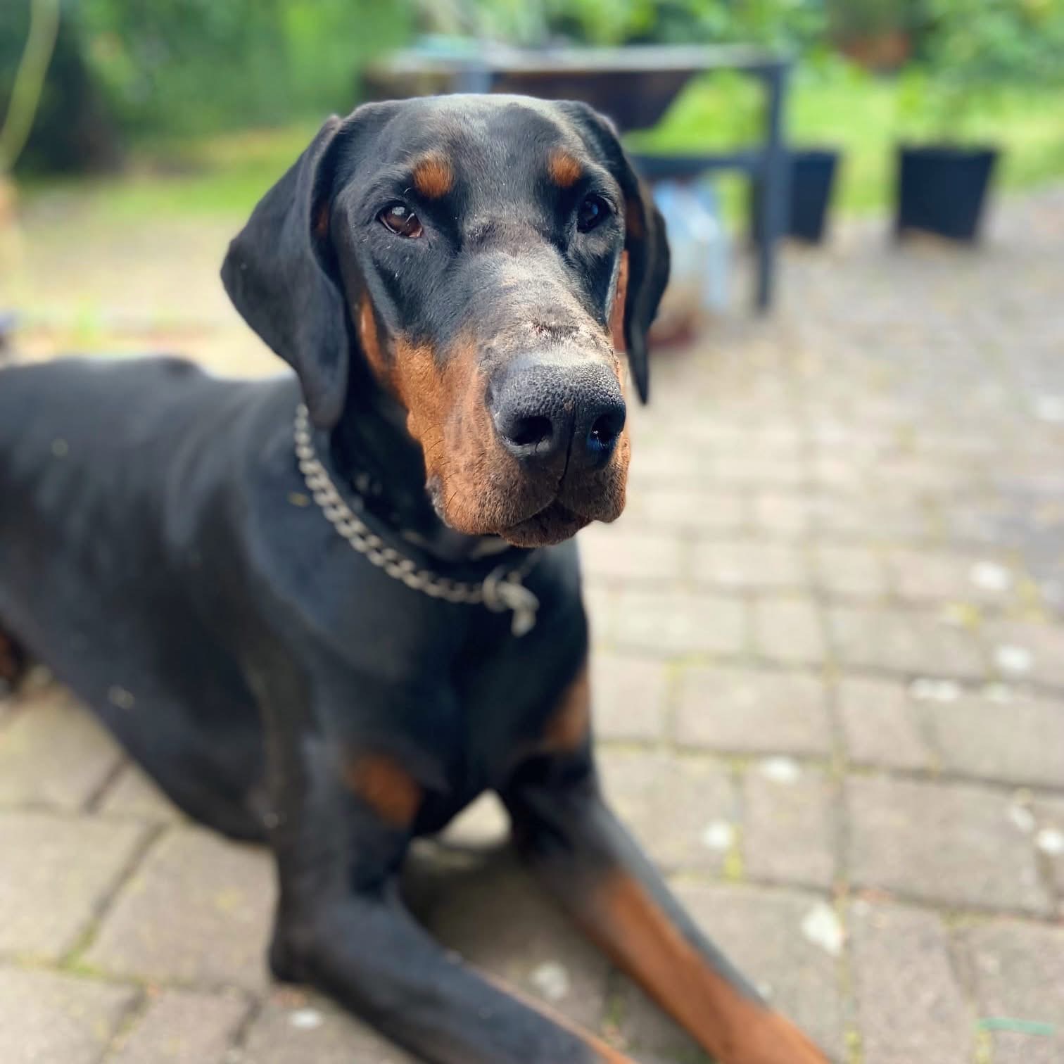 Thor🐾wartet in 52074