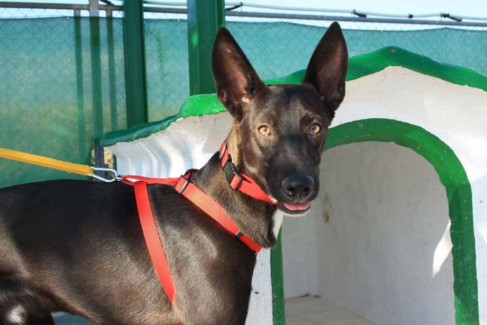 Anubis