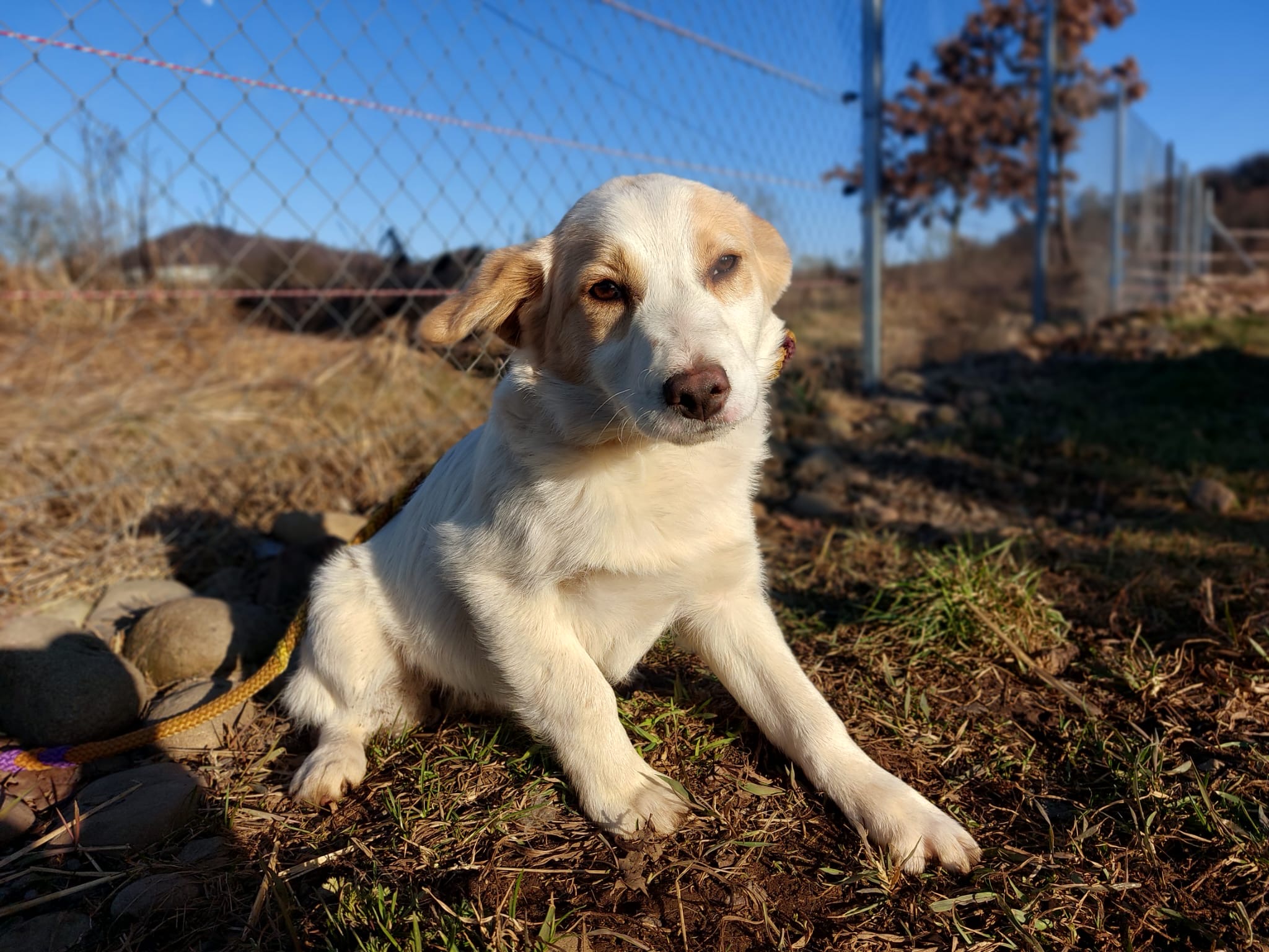 Peach 🐾🐕