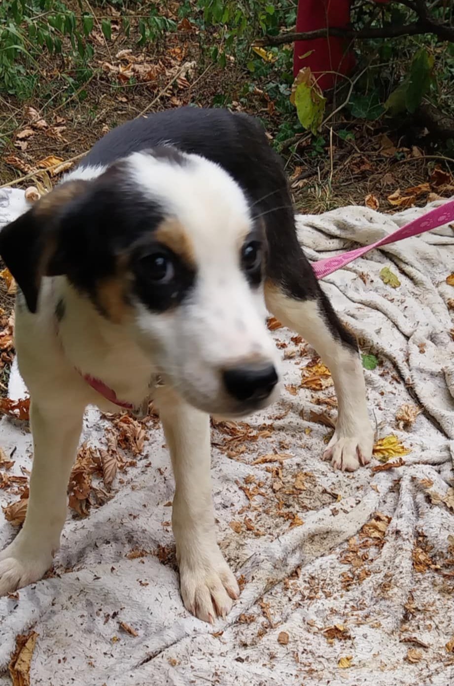 Liebes Hundekind „BELLA“