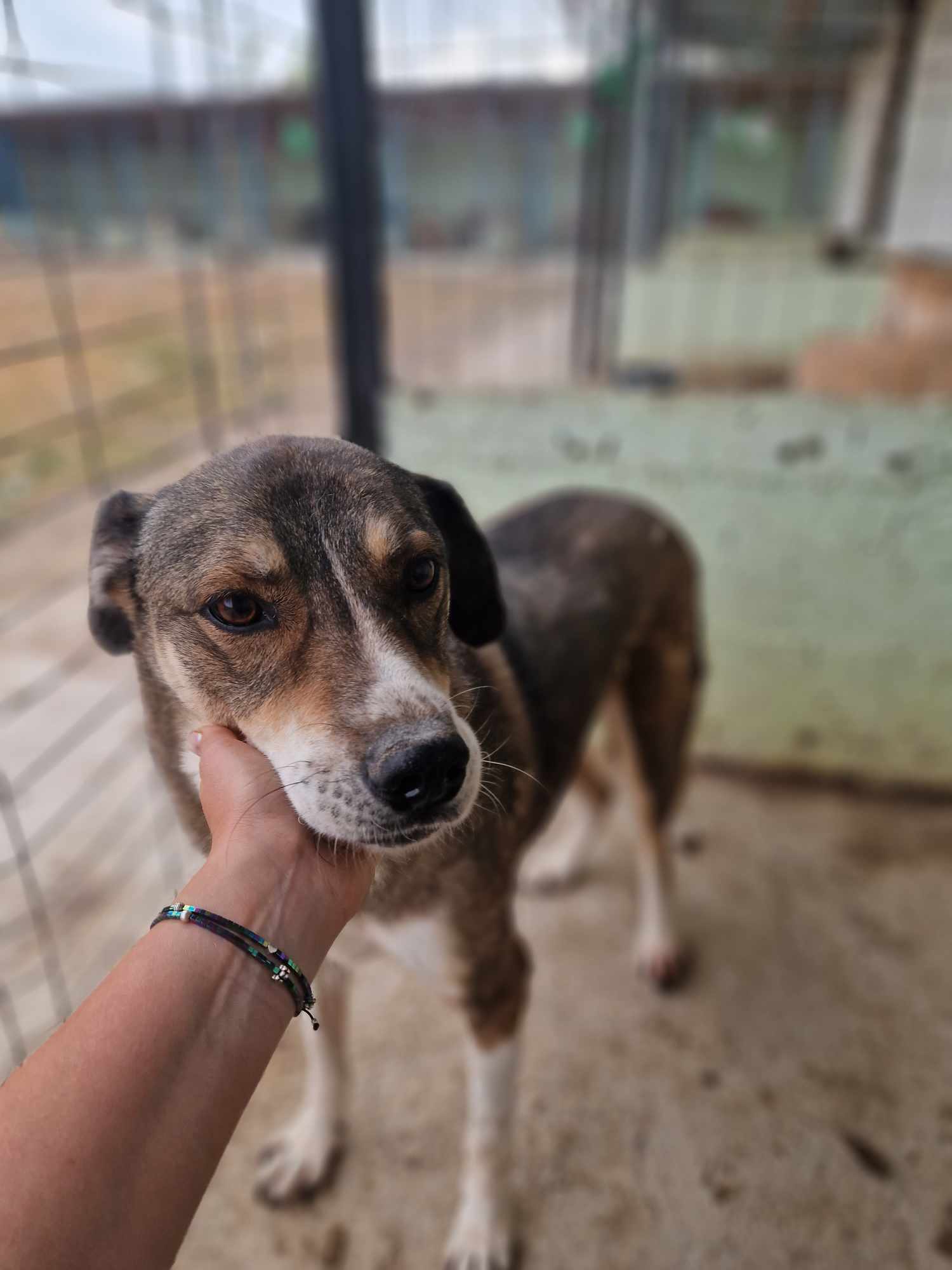 Milo
