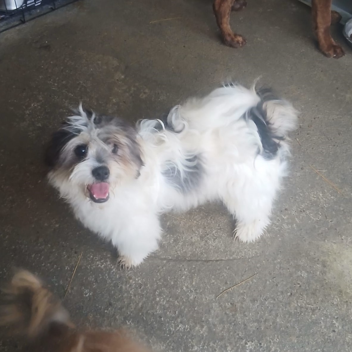 Rudi 🐕