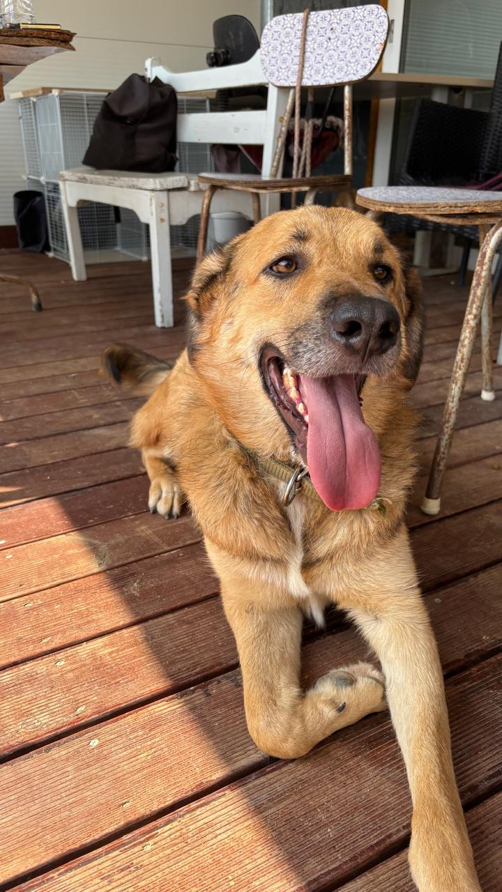Alf