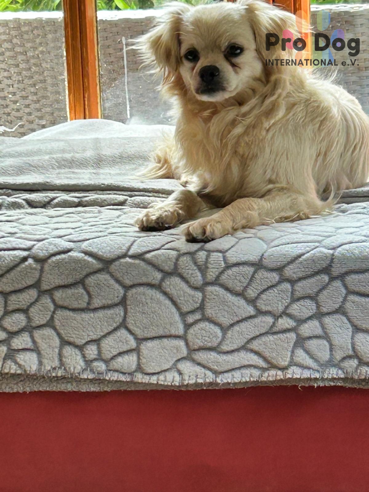 Nico - kleiner Hund ganz groß