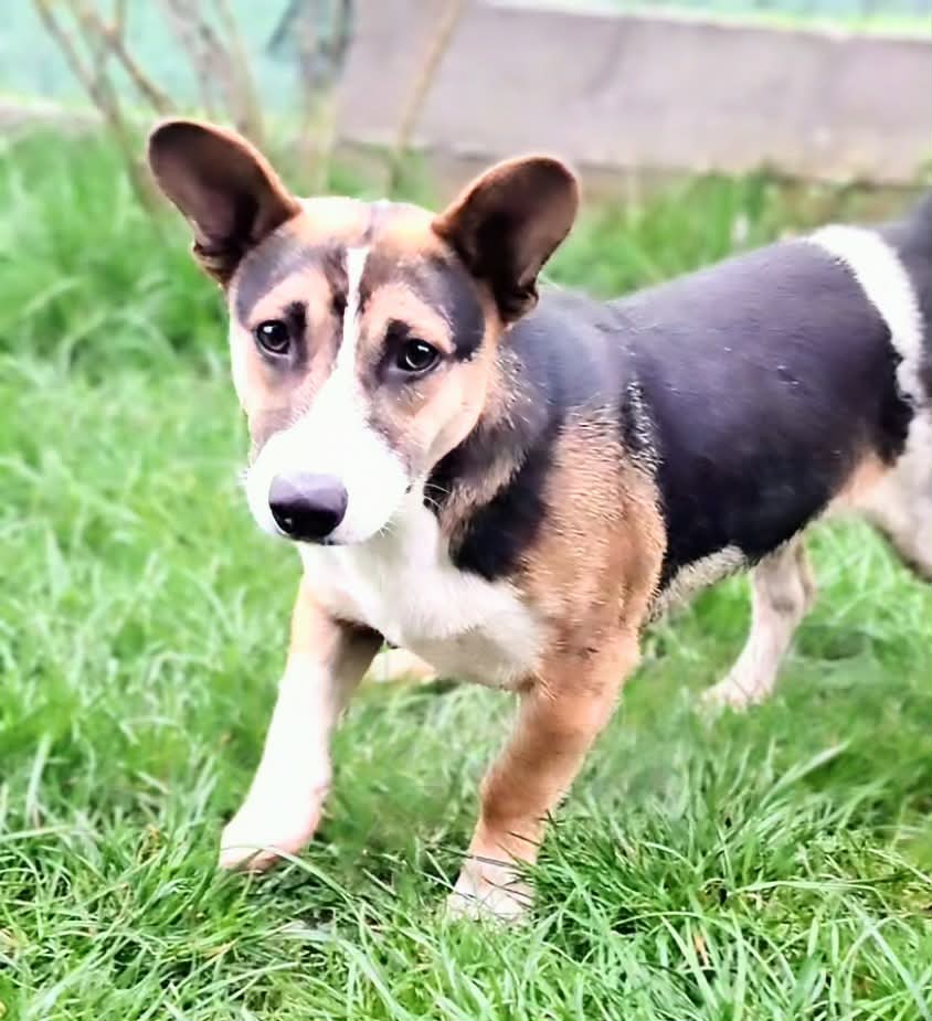 Johnny🐾motivierter Rüde