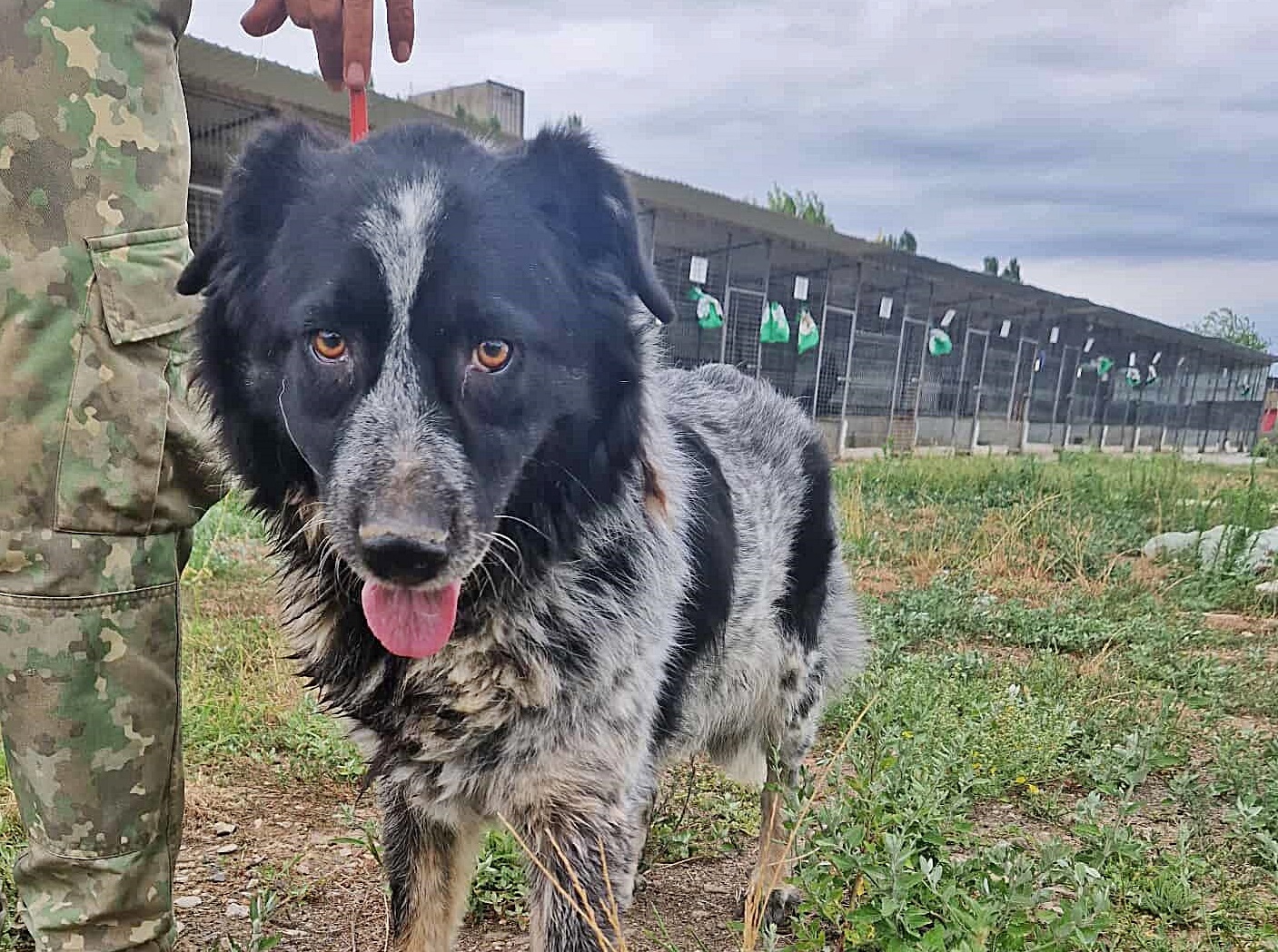 Ruby, lieb und gutmütig