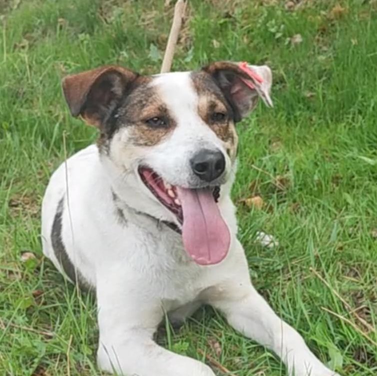 Gregory💕fröhlicher Rüde