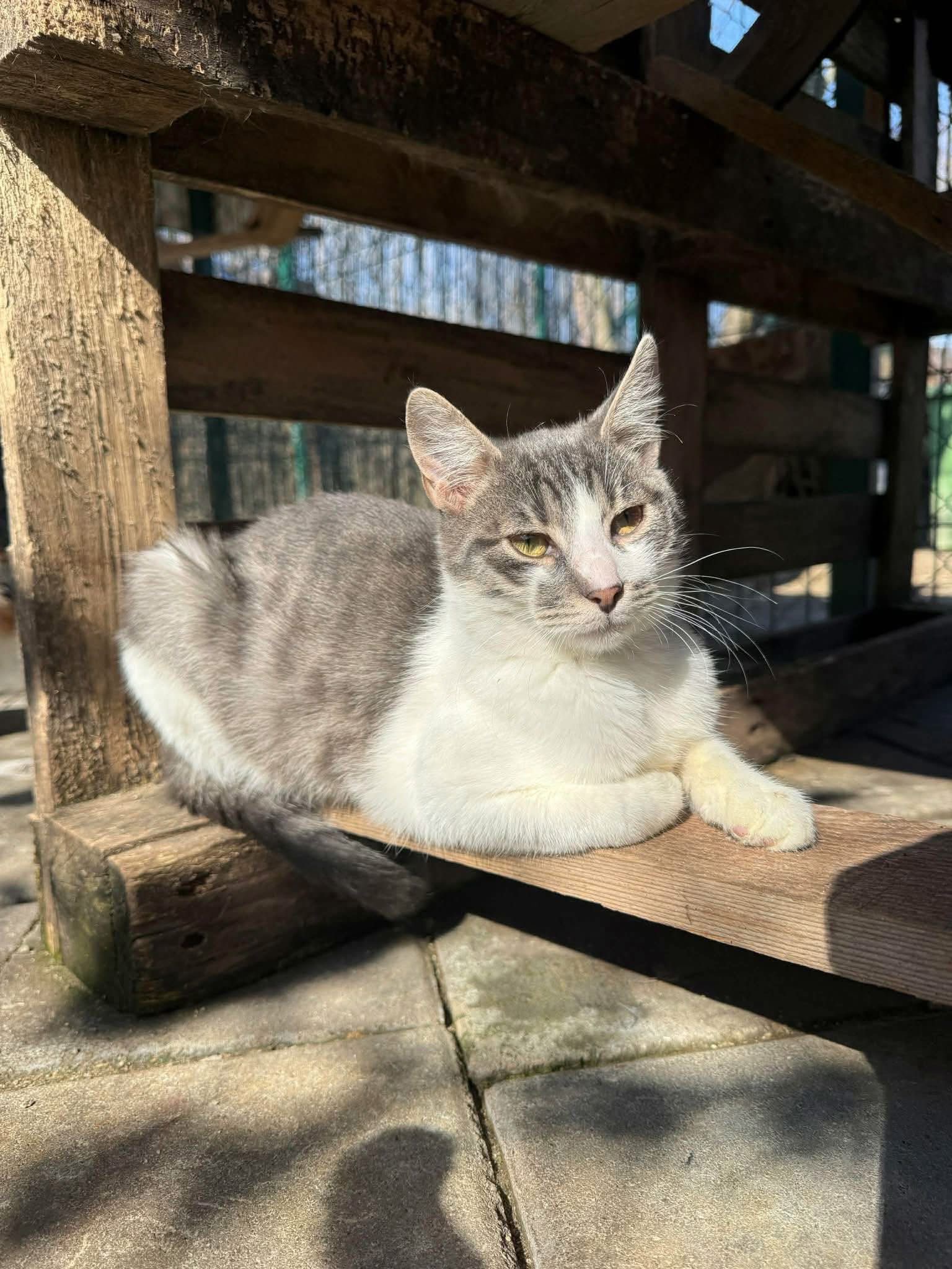 Tiger 🐾 🐈