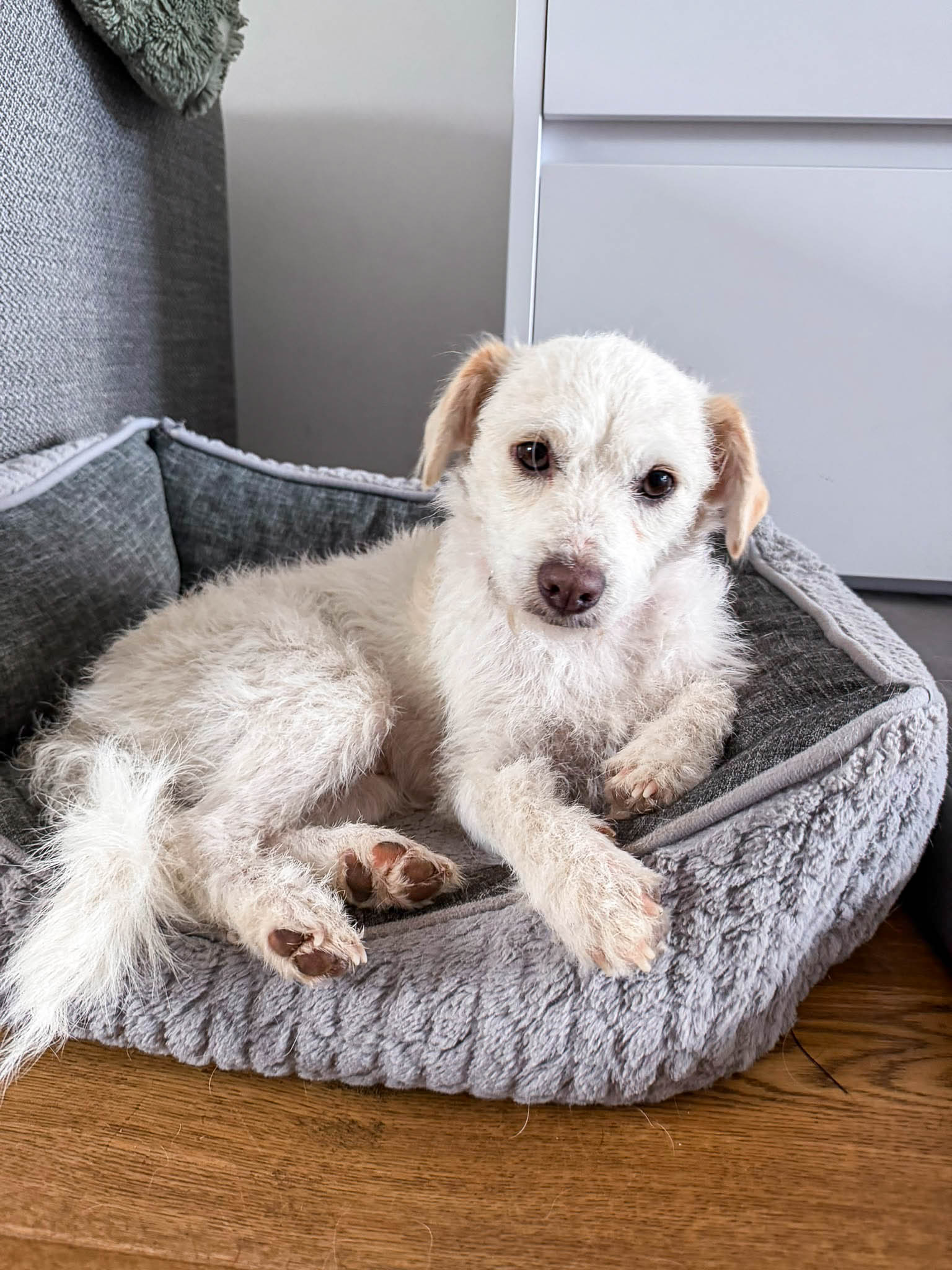 Blanca, kleine Kuschelmaus