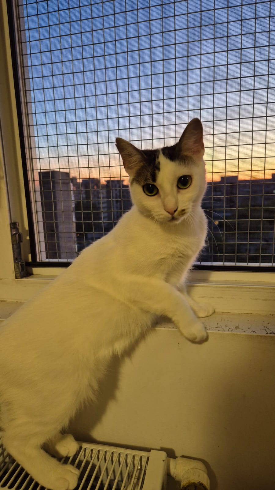 🐱Schwestern Greta & Anya🐱