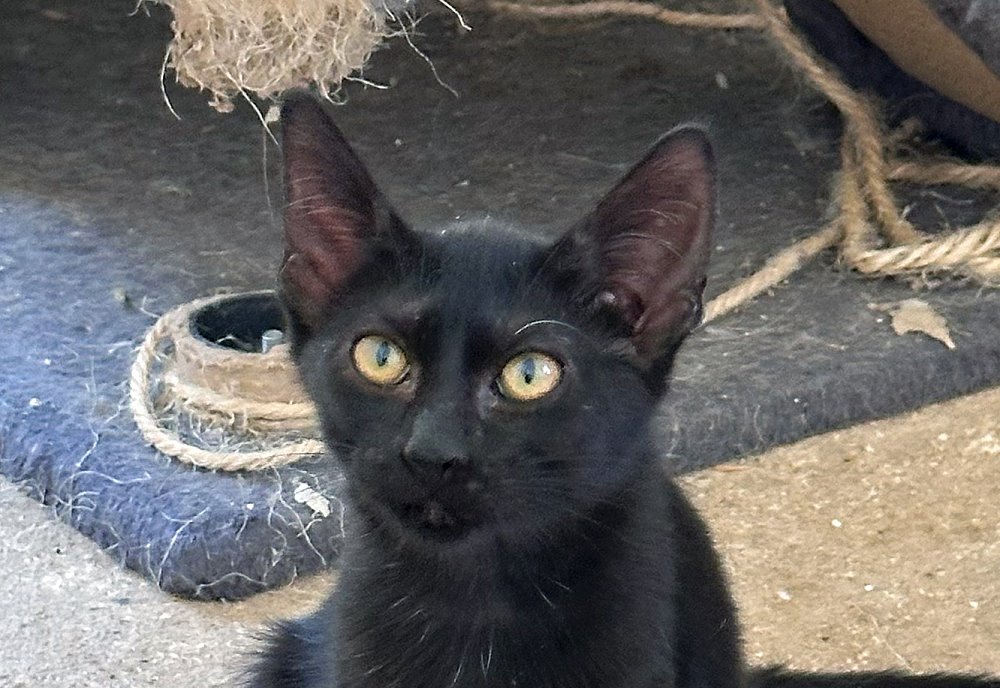 Bat