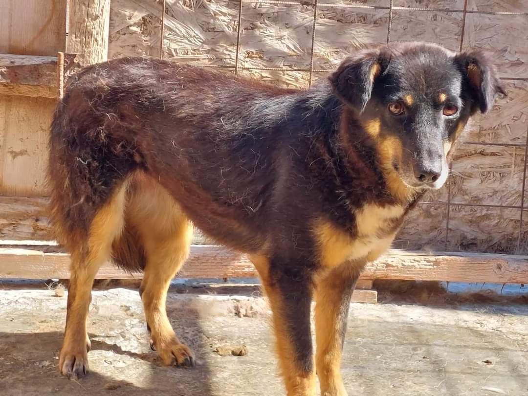 Sammy, lieb aber schüchtern