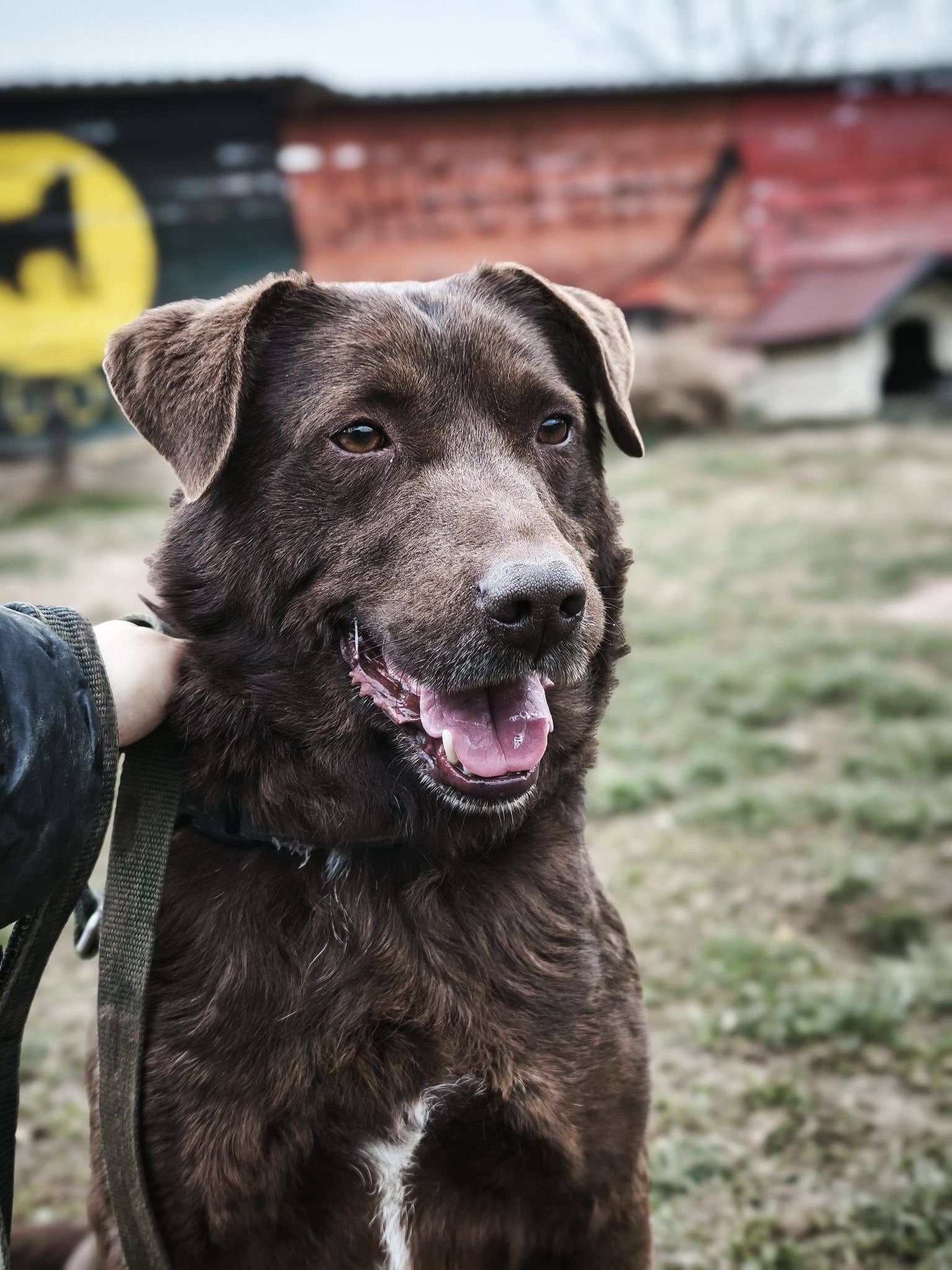 Toni - Labrador Schoko