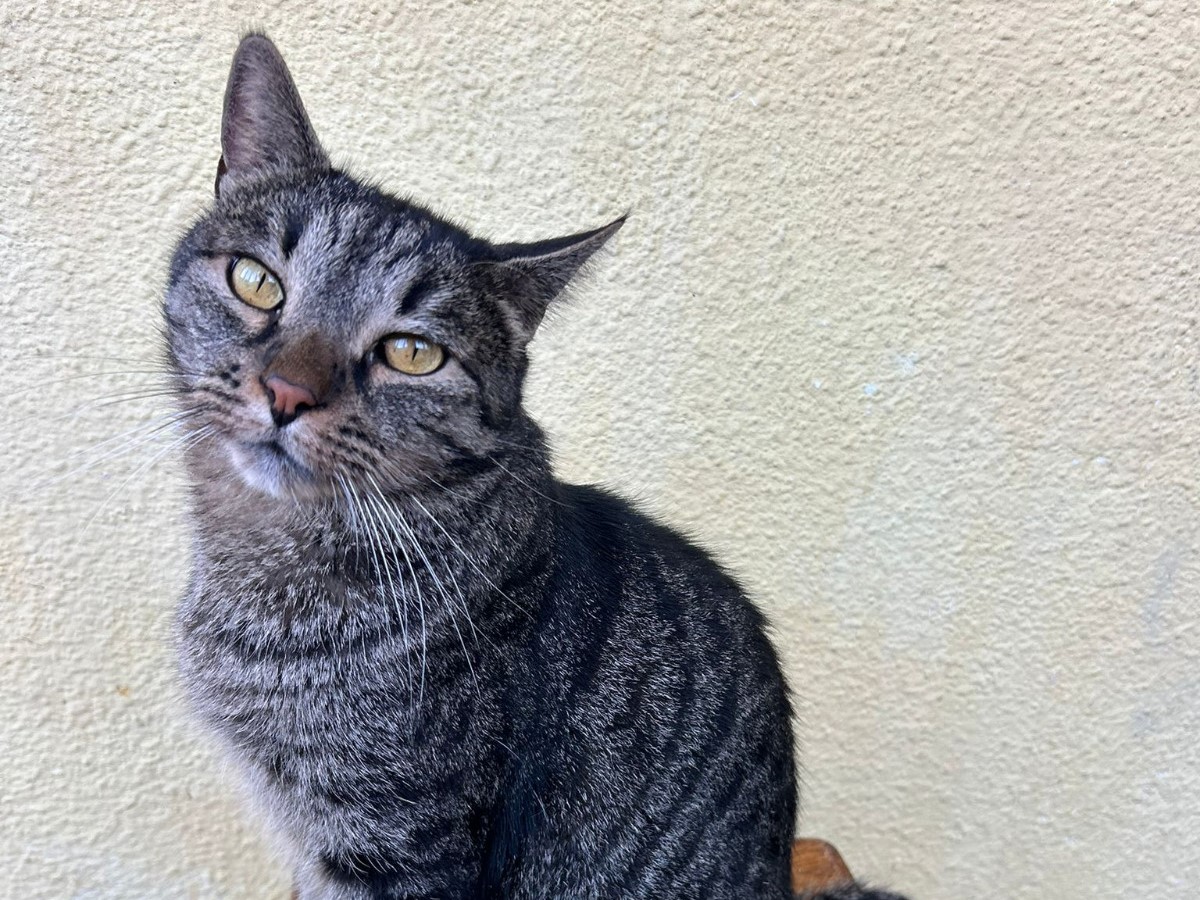 Einzelkater Duke sucht DICH🐱