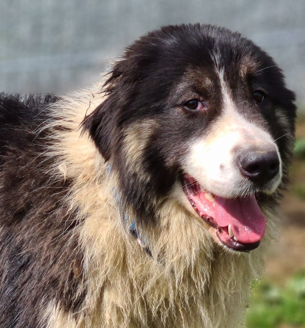KODA