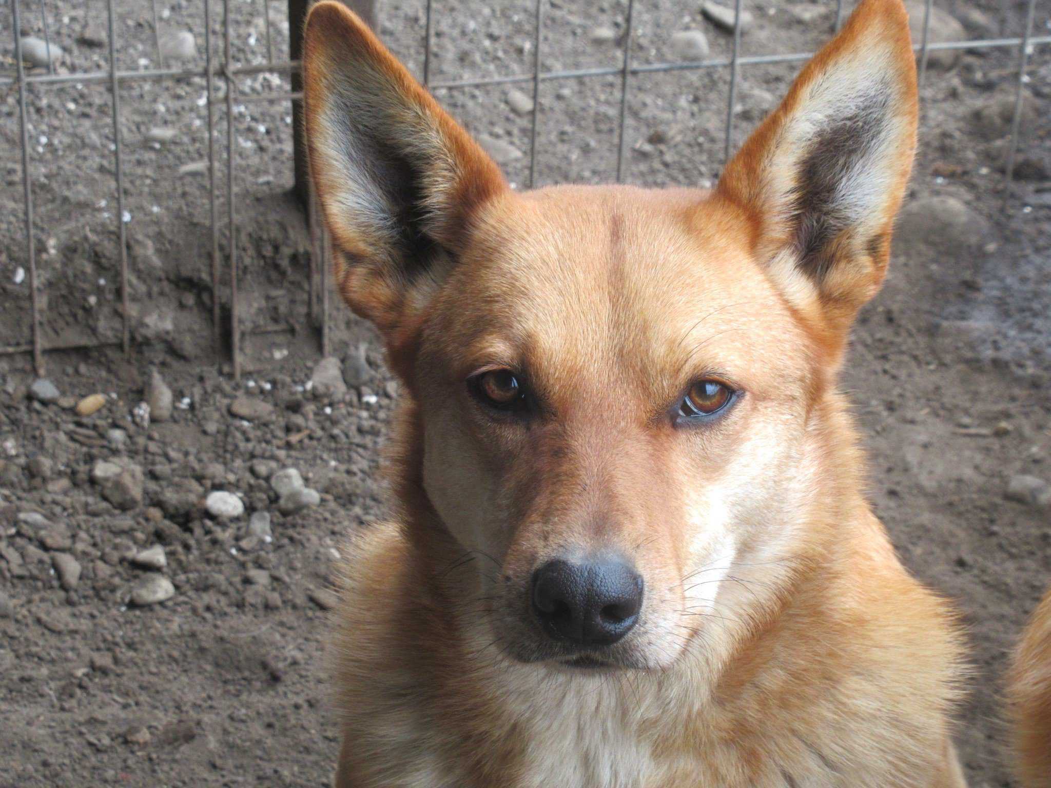 Foxi ist sehr freundlich