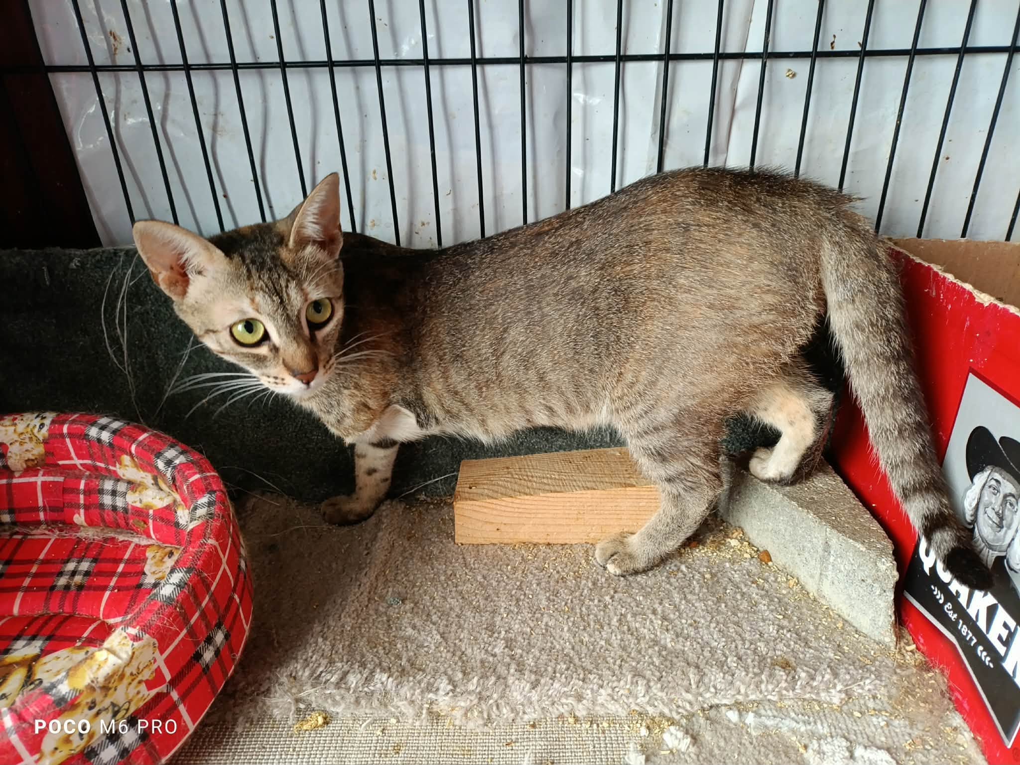 Saphira