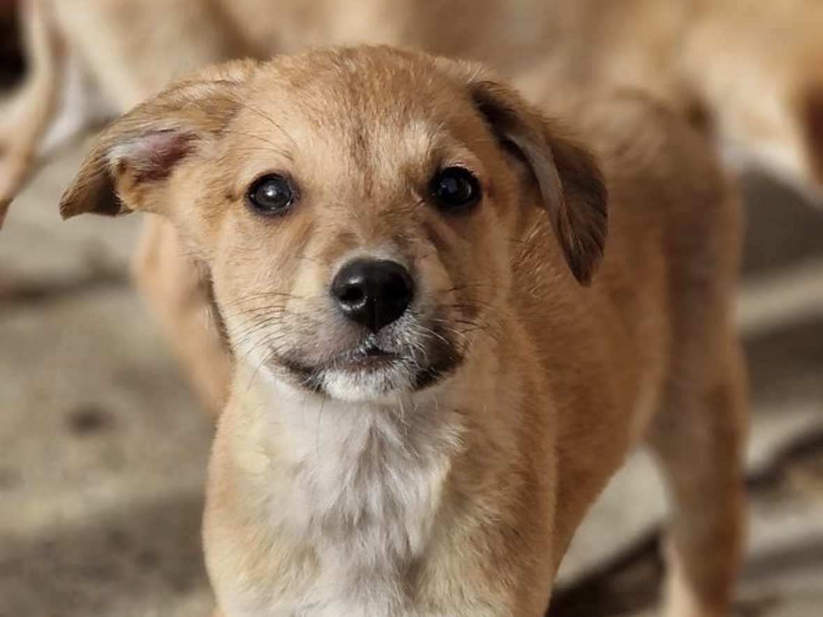Remo