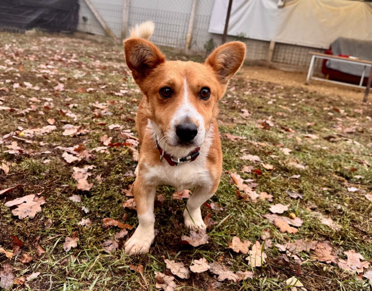 Cody, Corgimix