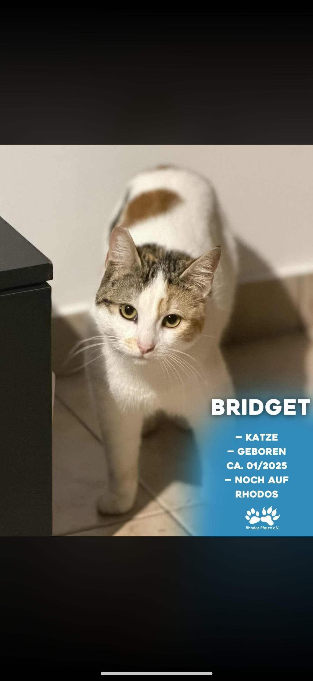 Bridget